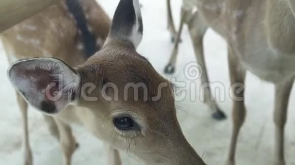 动物公园的斑点休耕鹿的头靠近描绘年轻的梅花鹿野生森林动物视频的预览图