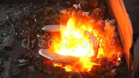 铁匠的细节用强烈的火焰锻造长钳子夹着热马鞋视频的预览图