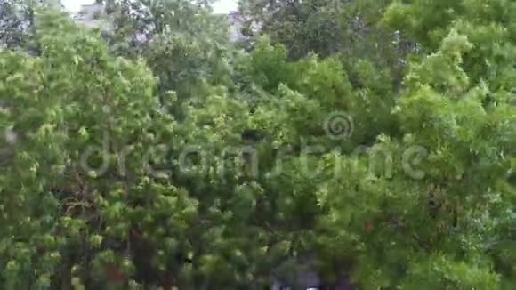 暴风雨压力下的落叶林雨天树在风中摇摆视频的预览图