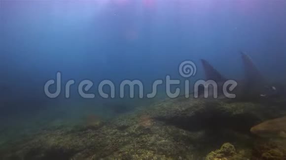 优雅的豹鲨和平静的曼塔雷阳光明媚的蓝海中的和平射线和曼塔视频的预览图