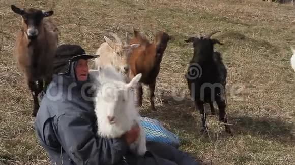 一位衣衫褴褛的老人坐在一座小山上在枯萎的背景下放牧着一群自己的山羊视频的预览图