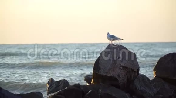 清晨孤独的海鸥坐在地平线上的海岩上视频的预览图