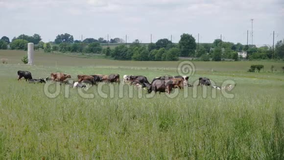 在阿米什农场里放牧的牛视频的预览图