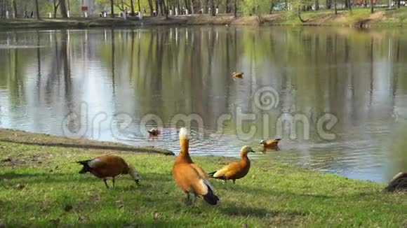 城市公园池塘里的鸭子视频的预览图