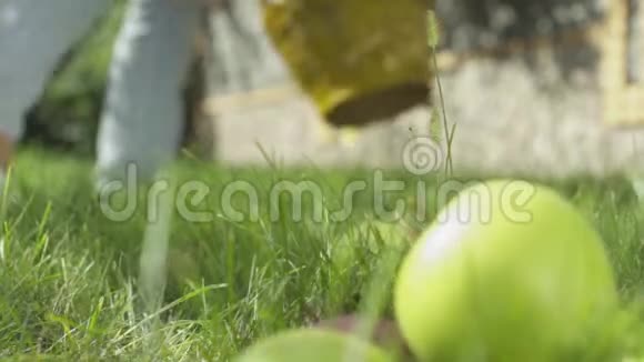 苹果躺在花园的草地上特写镜头视频的预览图