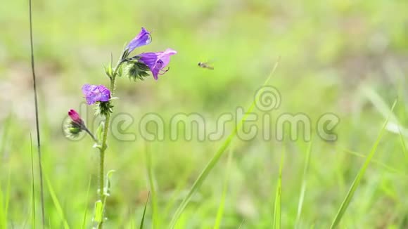 一种属植物紫毒蛇的昆虫一种野花视频的预览图