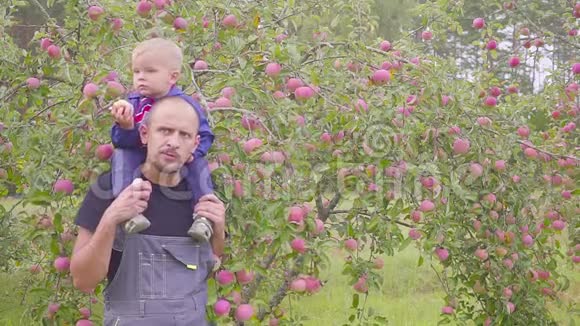 村里的生意快乐的父亲和小男孩在果园里收获水果视频的预览图