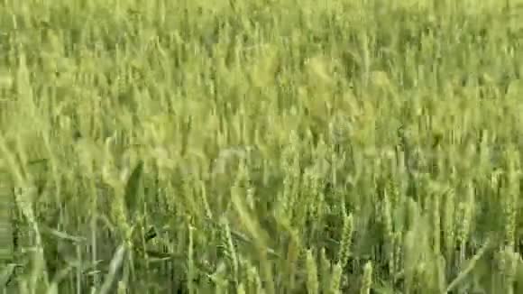 刮风日的谷物田视频的预览图