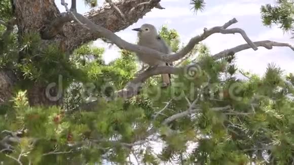 亚利桑那州大峡谷一只树上的克拉克胡桃夹鸟风吹动树枝视频的预览图