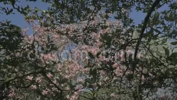 春天的自然远离粉红玉兰树视频的预览图