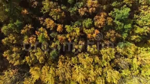 秋天的自然美景森林树木风景无人机景色视频的预览图