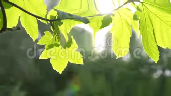 一棵树的枝条上有一片美丽的绿叶阳光背光高清1080视频的预览图
