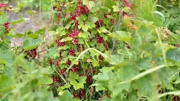 几簇成熟的红色醋栗浆果视频的预览图
