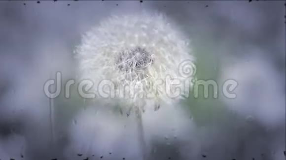 白色的蒲公英从风中卷起视频的预览图