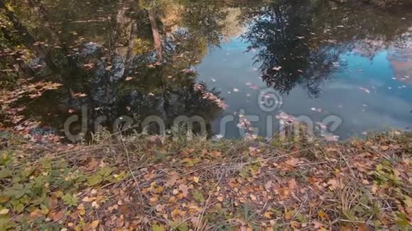 秋天湖边落叶和树的倒影平底锅拍摄视频的预览图