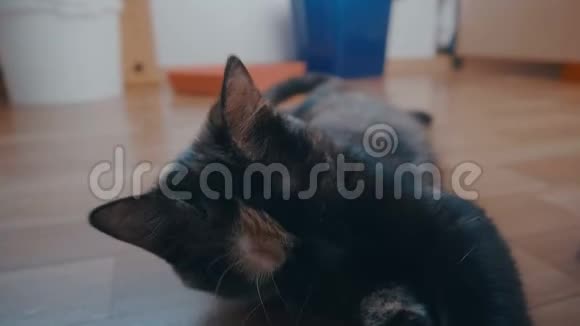 有趣的小猫躺在地板上小猫在洗爪子视频的预览图
