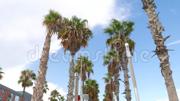 巴塞隆内塔海滩棕榈巴塞罗那视频的预览图