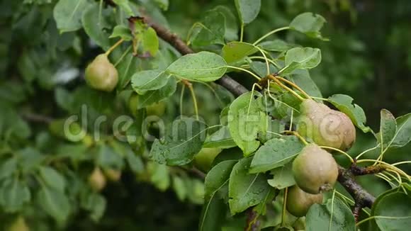 雨后一个农村农场的果树上未熟梨健康饮食的概念视频的预览图