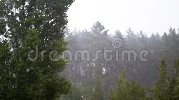 落在绿色森林的背景下的雨滴慢动作视频的预览图