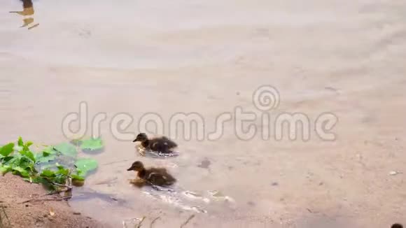 湖上的鸭子妈妈和她的小鸭子视频的预览图