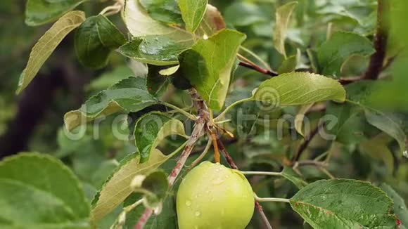 雨后美丽的绿色苹果在苹果树枝上视频的预览图