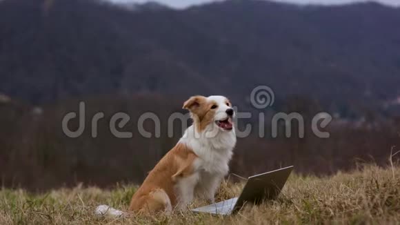 可爱的小狗边境牧羊犬使用笔记本电脑的爪子坐在山上的田野视频的预览图