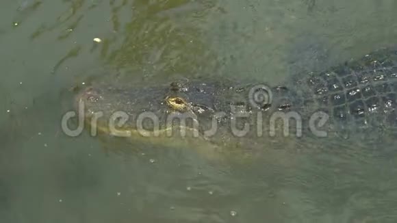大鳄鱼正浸在水下视频的预览图