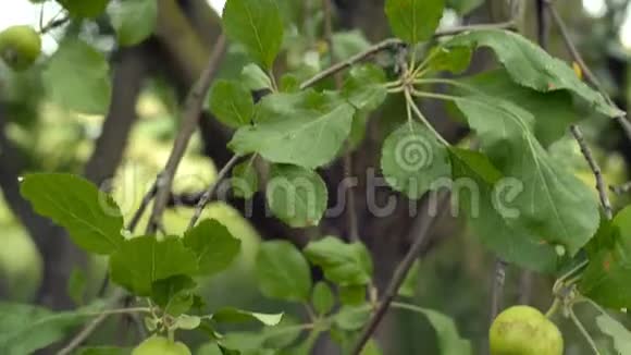 有机苹果树潘在一个私人果园里拍摄了未成熟的绿色水果视频的预览图