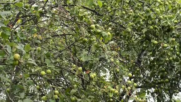 青苹果挂在苹果树枝上独立收获园菜视频的预览图