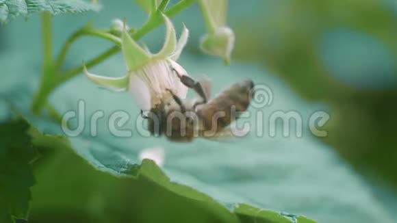 从树莓花中采集花蜜的蜜蜂视频的预览图