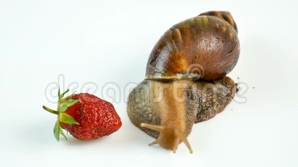 一只巨大的海汀蜗牛在新鲜的草莓浆果周围爬行嗅着它素食主义视频的预览图