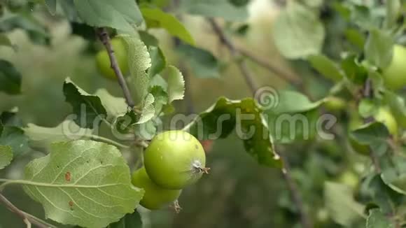 有机苹果树满载着未成熟的绿色水果在私人果园里生长视频的预览图