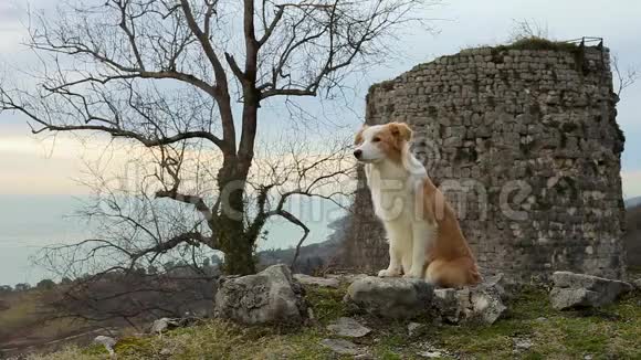 红狗边境牧羊犬在山上的一个堡垒里坐在岩石上玩把戏视频的预览图