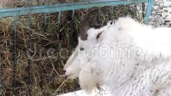 动物园里的山羊视频的预览图