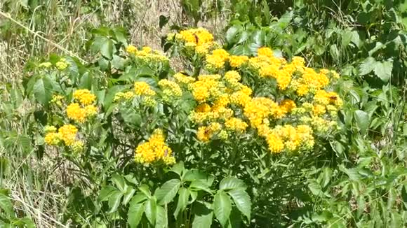亚利桑那滑石在滑石区附近生长的黄色马利筋花卉视频的预览图