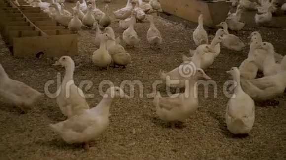 鸭子农场里的白鸭子视频的预览图