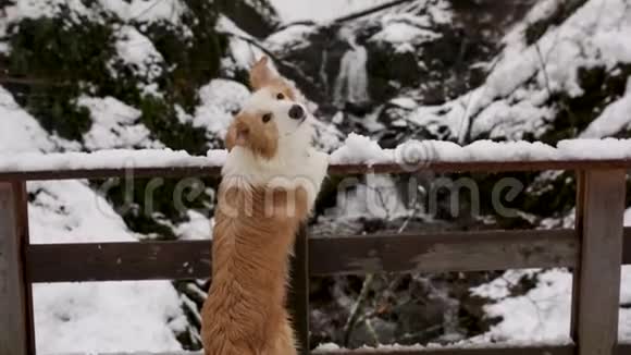 可爱的小狗边境牧羊犬在山涧附近的山上靠爪子停留在栏杆上视频的预览图