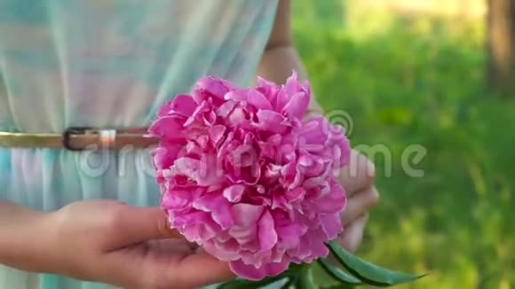美丽的粉红色花朵与绿色的花园背景视频的预览图