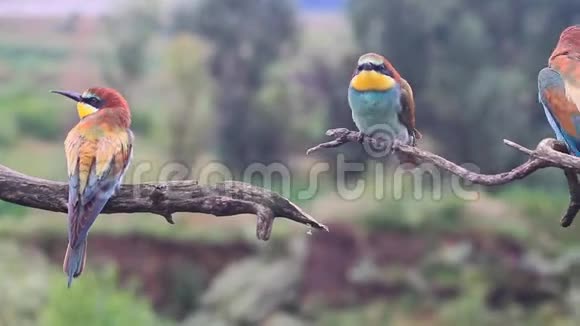 异鸟坐在树枝上唱歌视频的预览图