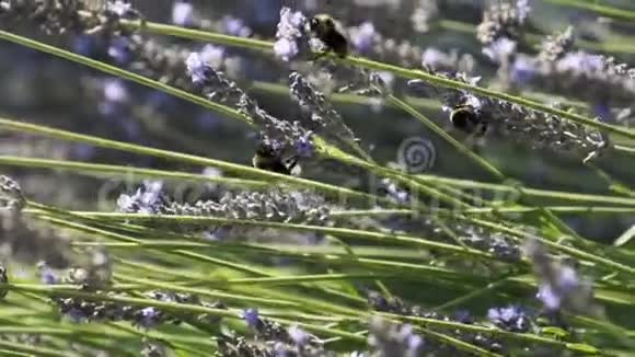 薰衣草和大黄蜂的特写镜头收集花蜜或花粉并在草地上授粉视频的预览图