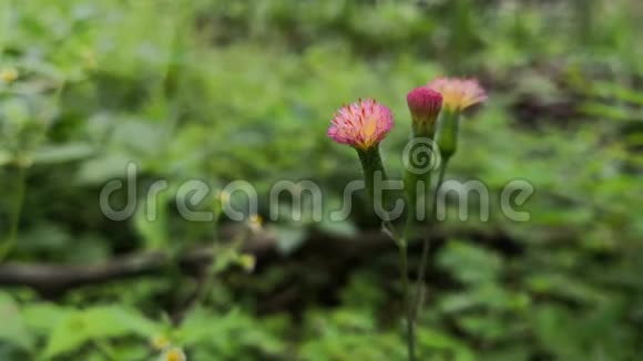 粉红色的小花随风摇曳有着天然的绿色背景视频的预览图