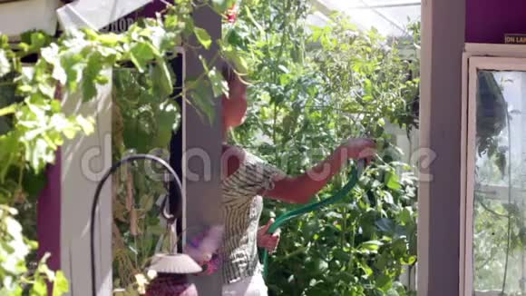 温室中的妇女浇水植物视频的预览图
