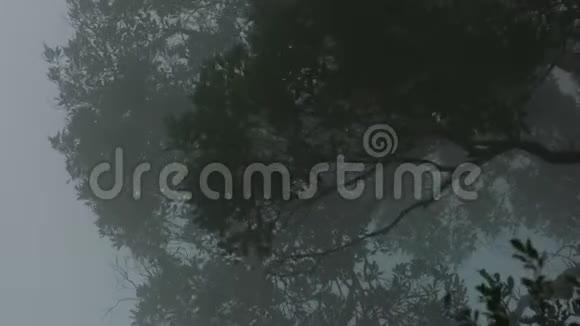 热带森林中茂密的绿树在多雾的白天缓慢地吹着白雾视频的预览图