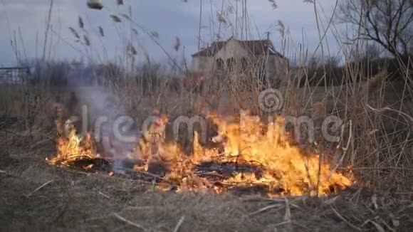 火摧毁了河岸上的芦苇在河边烧干芦苇视频的预览图