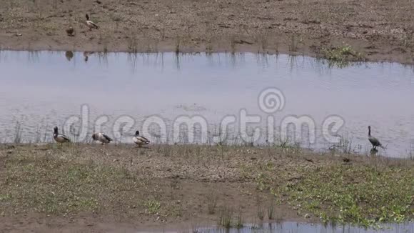 亚利桑那玛丽湖下玛丽湖剩余的水上有五只鸭子和一只鸟视频的预览图