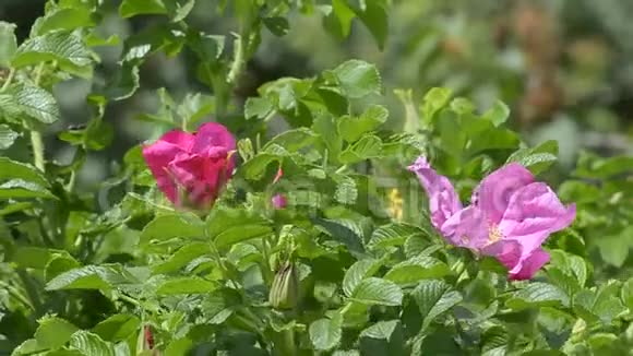 盛开的玫瑰灌木视频的预览图