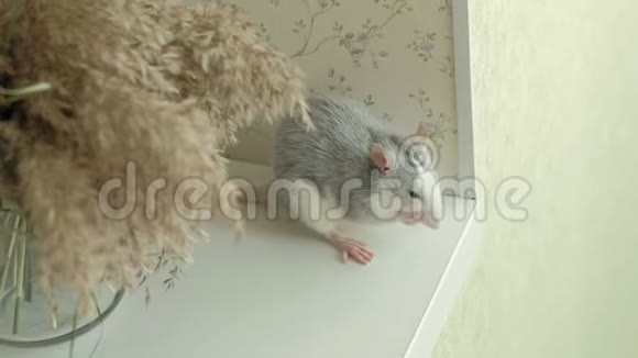 老鼠从笼子里出来坐在房子的窗台上洗衣服老鼠宠物视频的预览图
