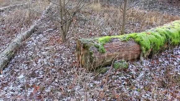 秋天前景中枯死的橡树苔藓包裹视频的预览图