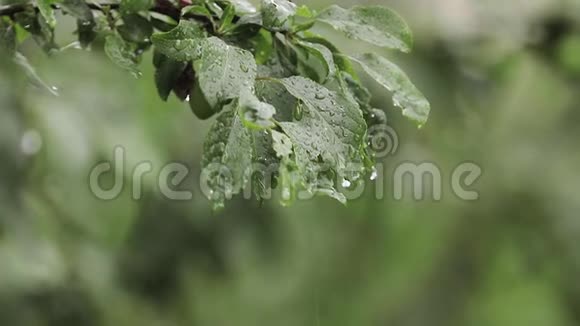 下雨时花园里的纸浆树树上的果实仍然是绿色的不能接触到水果视频的预览图