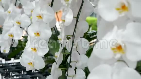 精致的白色优雅兰花在阳光下有黄色的花心春季热带花瓣的特写镜头视频的预览图